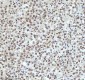 Anti-QK1 Rabbit Monoclonal Antibody
